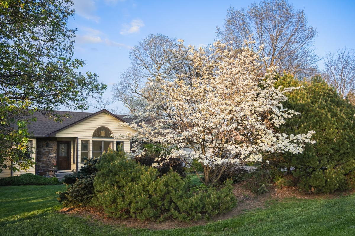 View of Midwestern suburban house with blooming dogwood tree in foreground and blue sky in background at sunset in spring