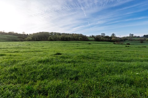 Expansive grassy meadow bordered by trees under a bright blue sky with wispy clouds, creating a peaceful rural landscape filled with fresh color and open natural space.